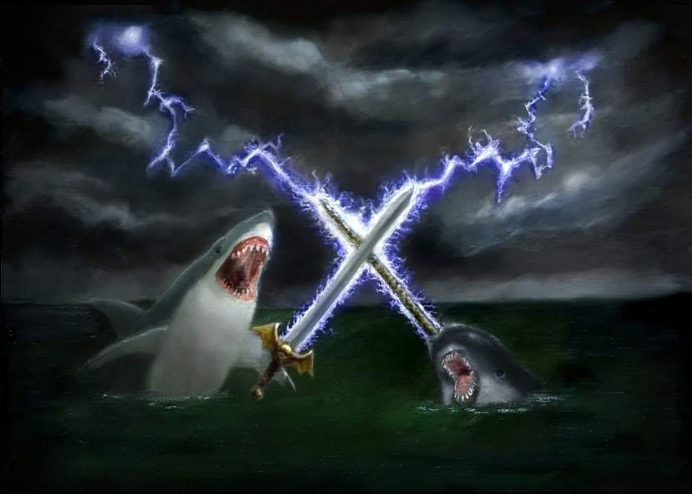 Shark vs Narwhal in epic oceanic dual for the ages