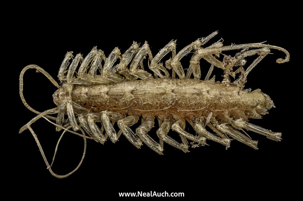A close up photograph of a centipede set against a black background.