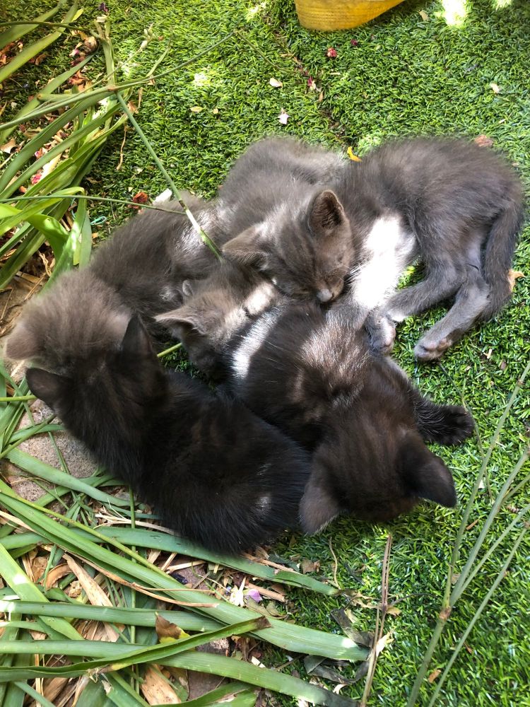 Five kittens fighting and sleeping. Born june of this yearling.