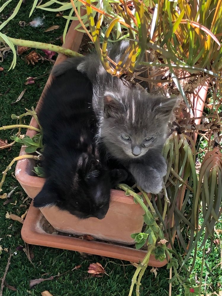 Un chaton gris et un noir vautrés dans un bac de plantes grasses. Suspense : la ficoïde résistera-t-elle à ces offenses répétées ?