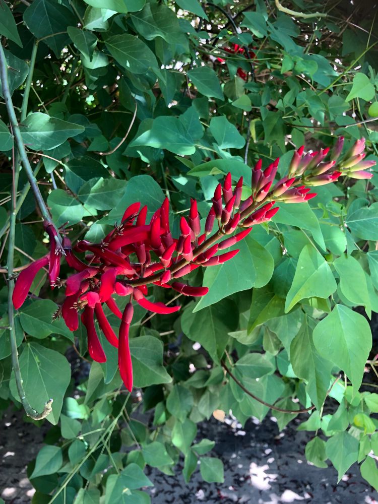 Une fleur rouge d’érythrine.