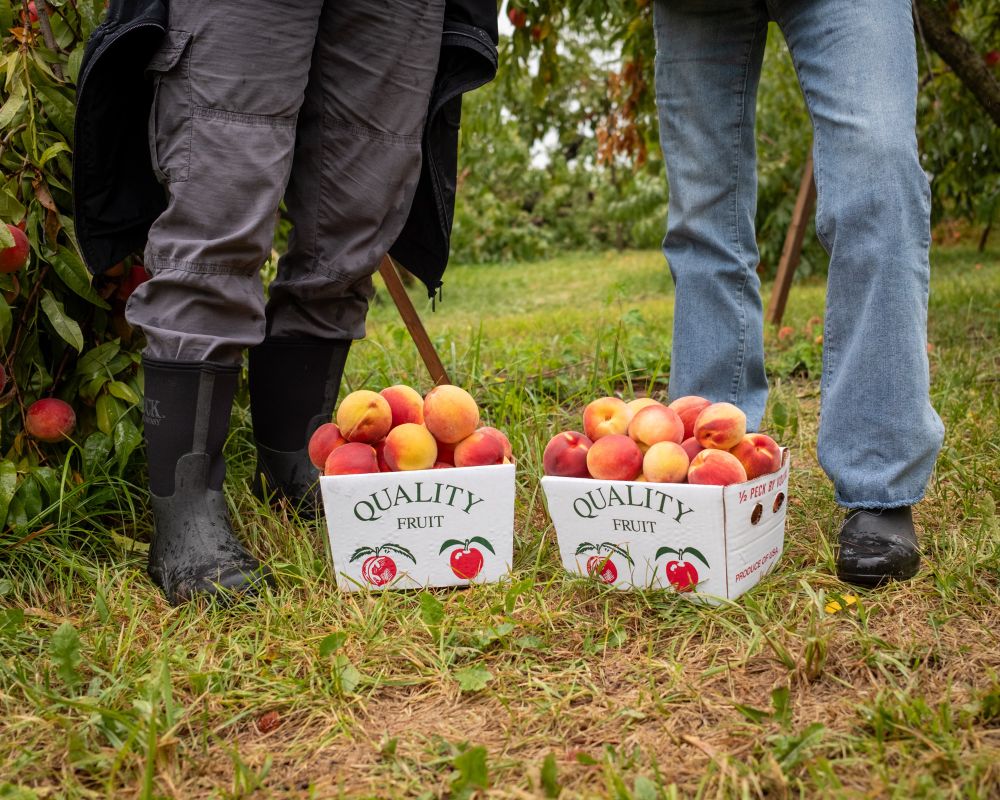 Two boxes of peaches on grassy ground with the legs of two rubber booted people behind them.
