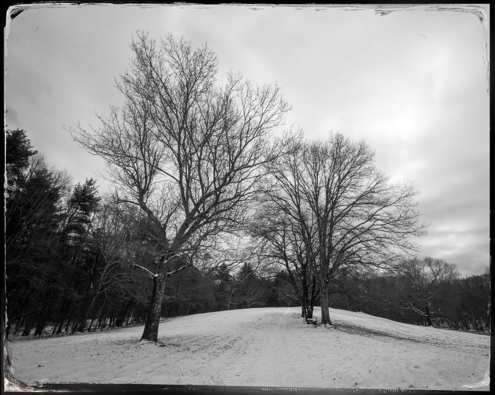 Black and white winter landscape photo featuring a pair of differently sized leafless trees in a snow covered field on a cloudy day.