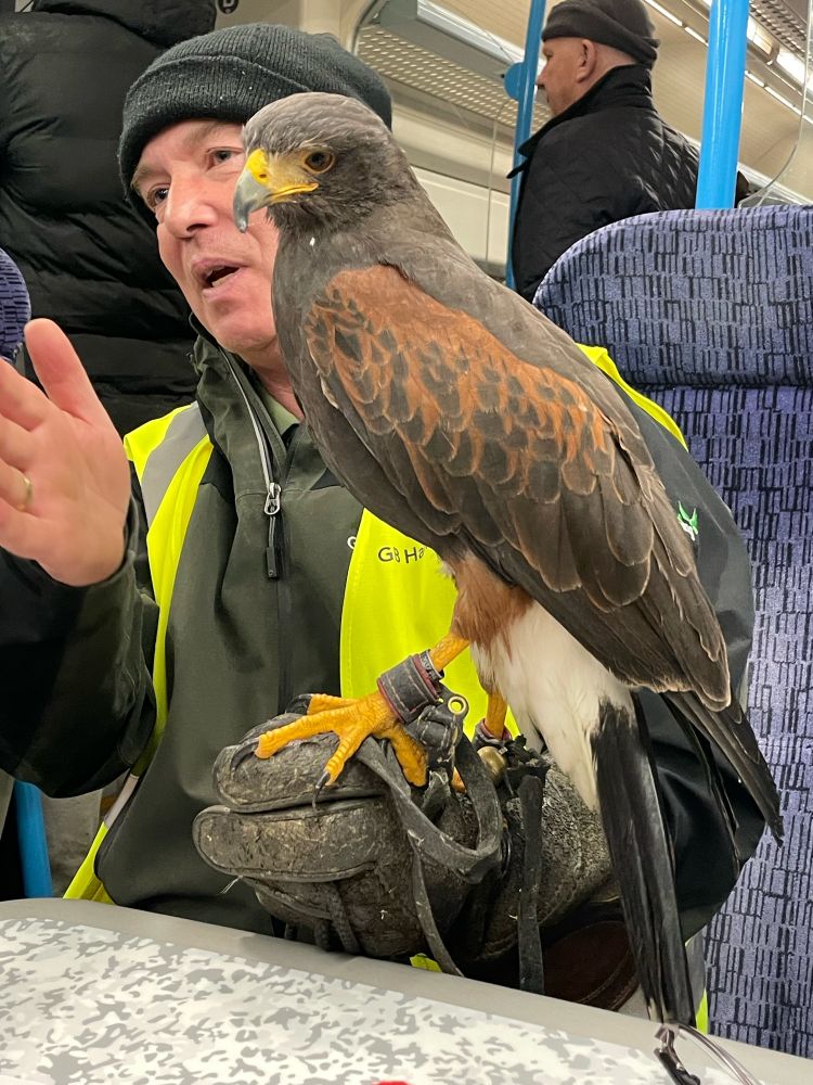 A Fucking Hawk! Just hanging out with its handler. On a Fucking Train!