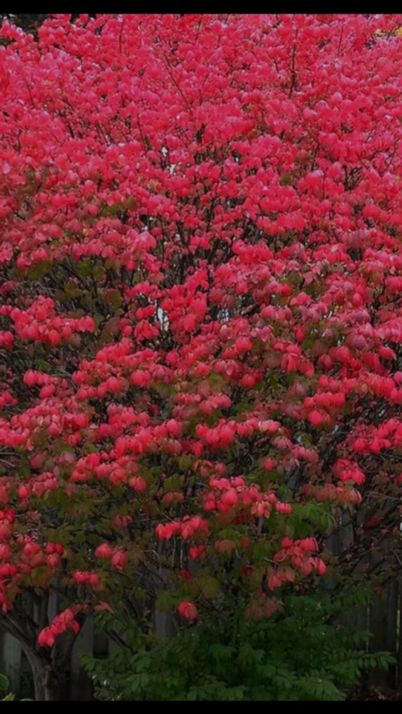 Burning bush.  (Euonymus Alatus) 