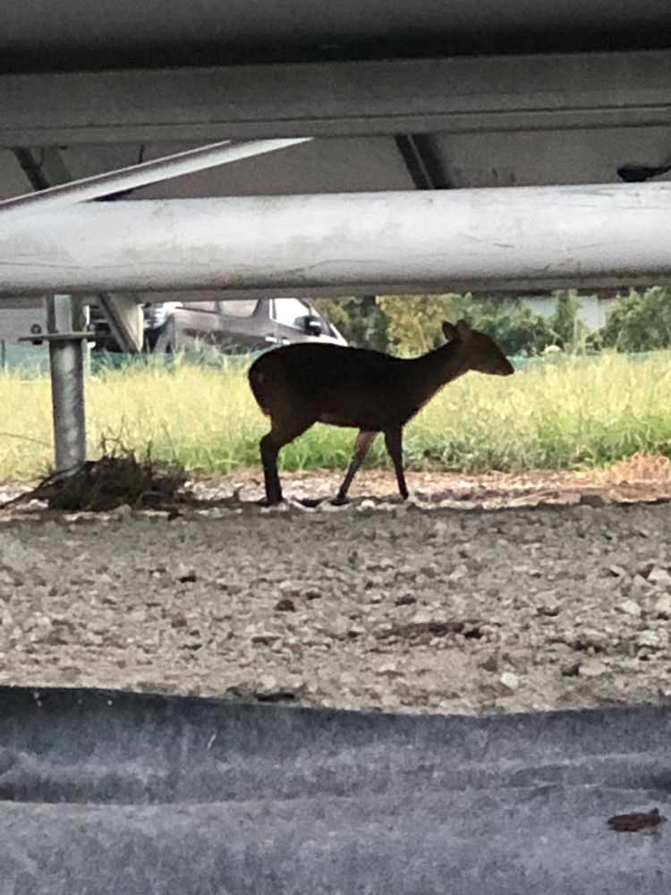 Kyon deer under a solar panel.