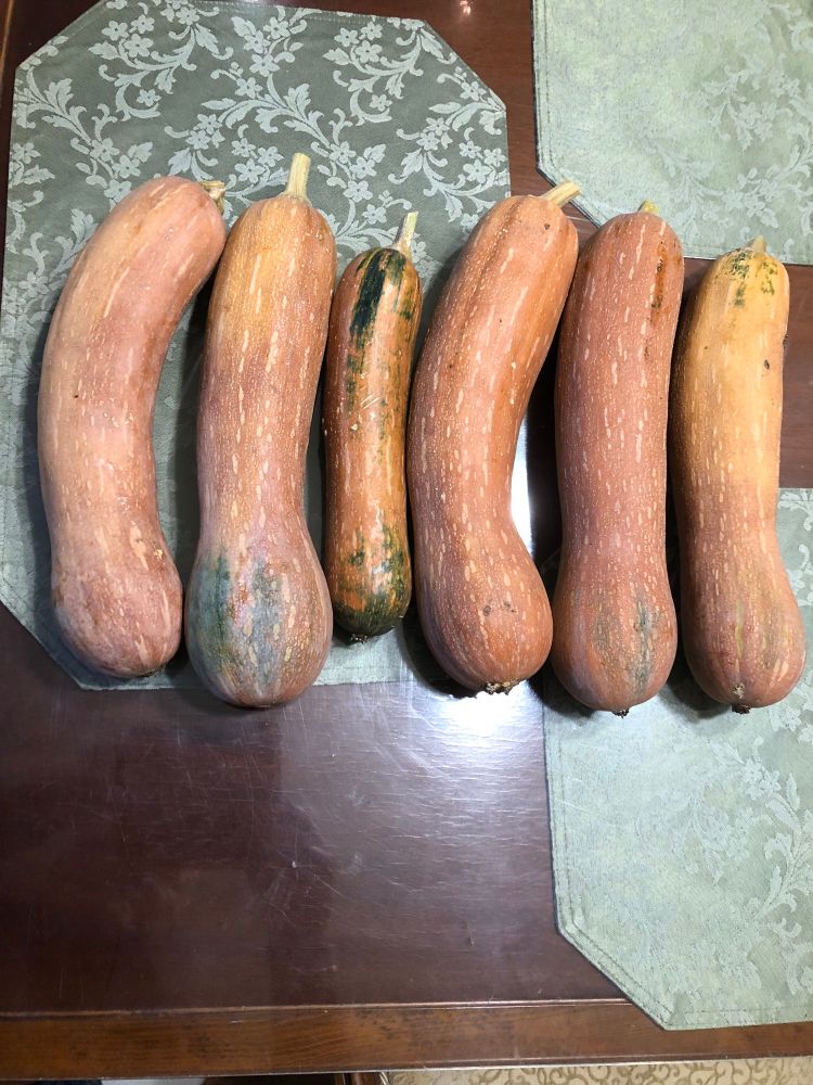 Long neck butternut squash.