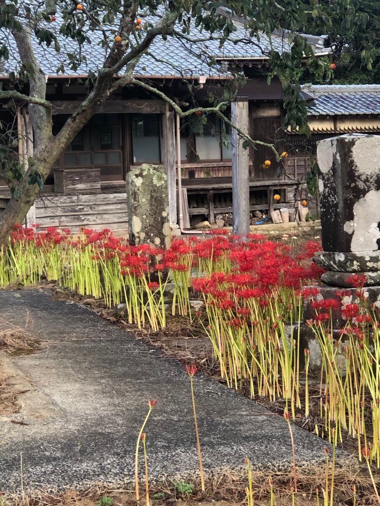 Surprise lilies at a shrine.