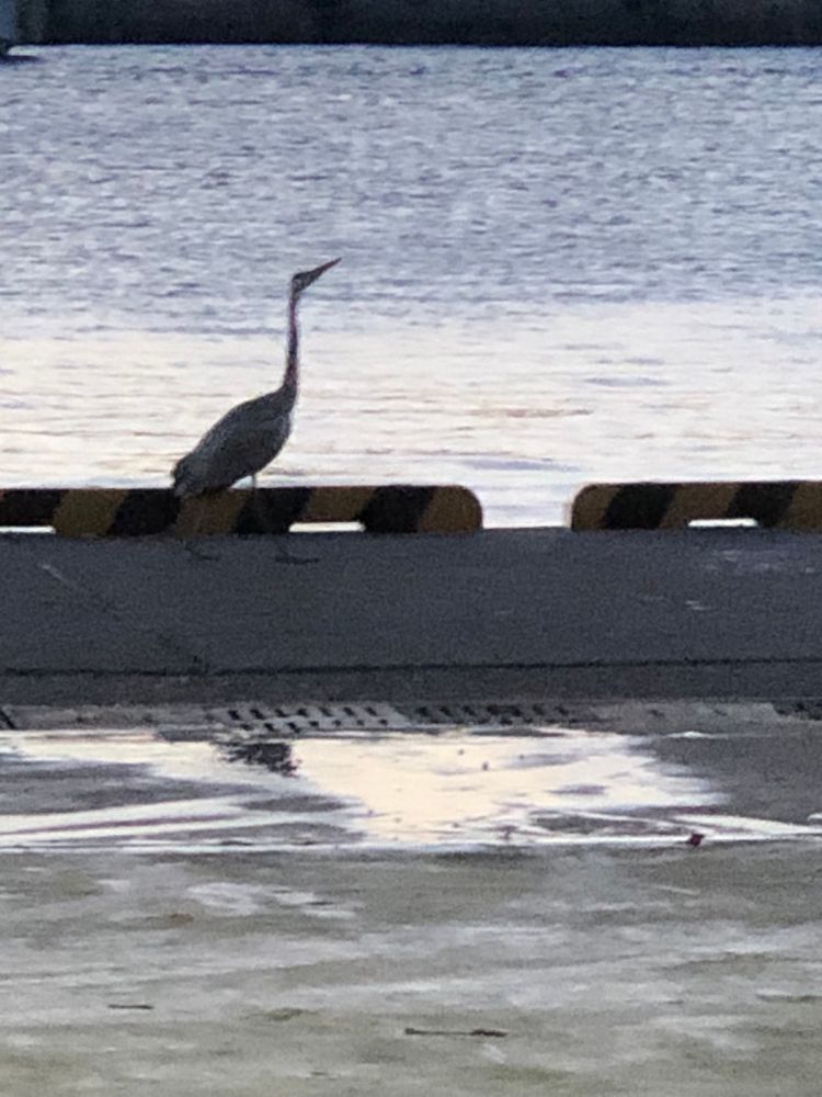 Heron at the port.