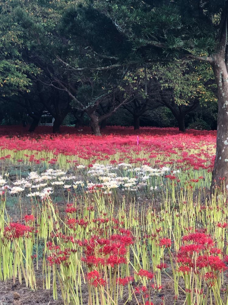 Same shrine - a field of surprise lilies.