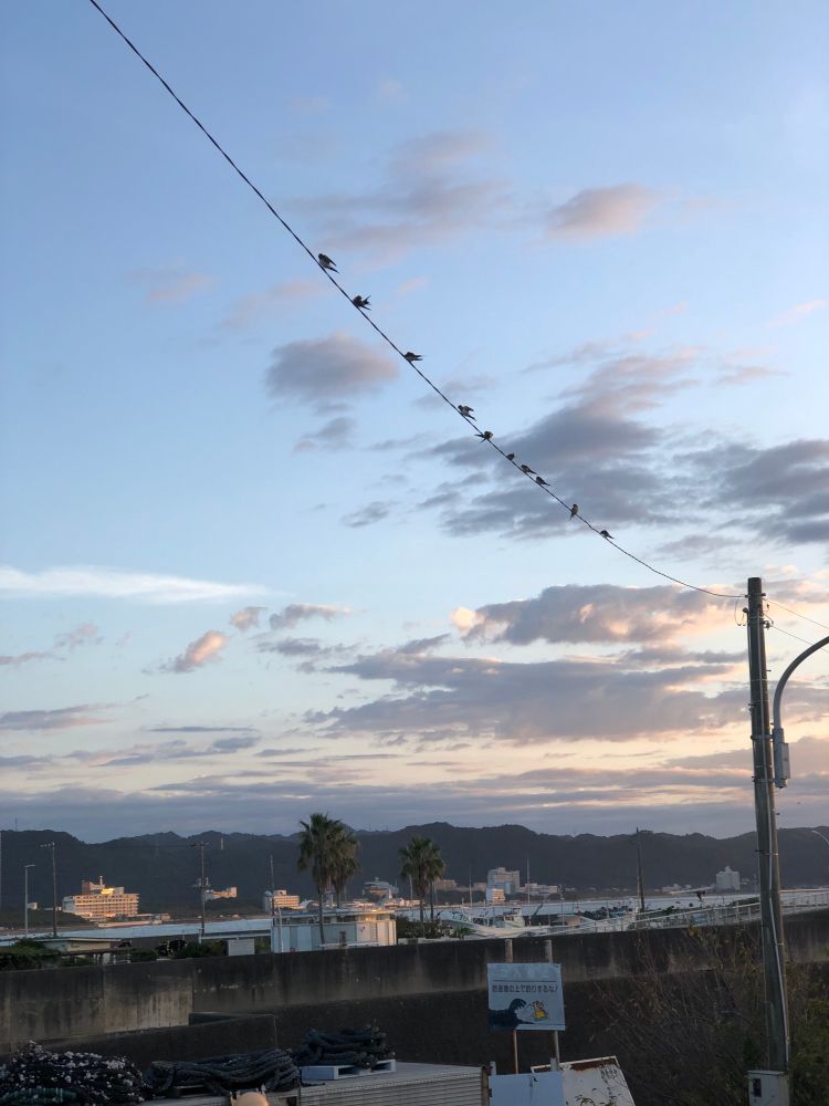 Swallows watching the sunrise…