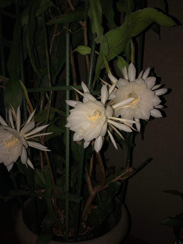 Queen of the nights - second blooming this year.
