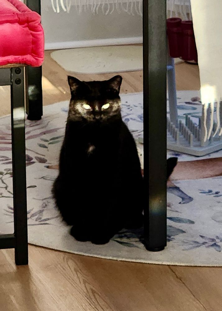 A black cat is waiting patiently for food. Sunlight is hitting her eyes at just the right angle where it looks like she has demonic eyes. Or maybe it’s her true form…