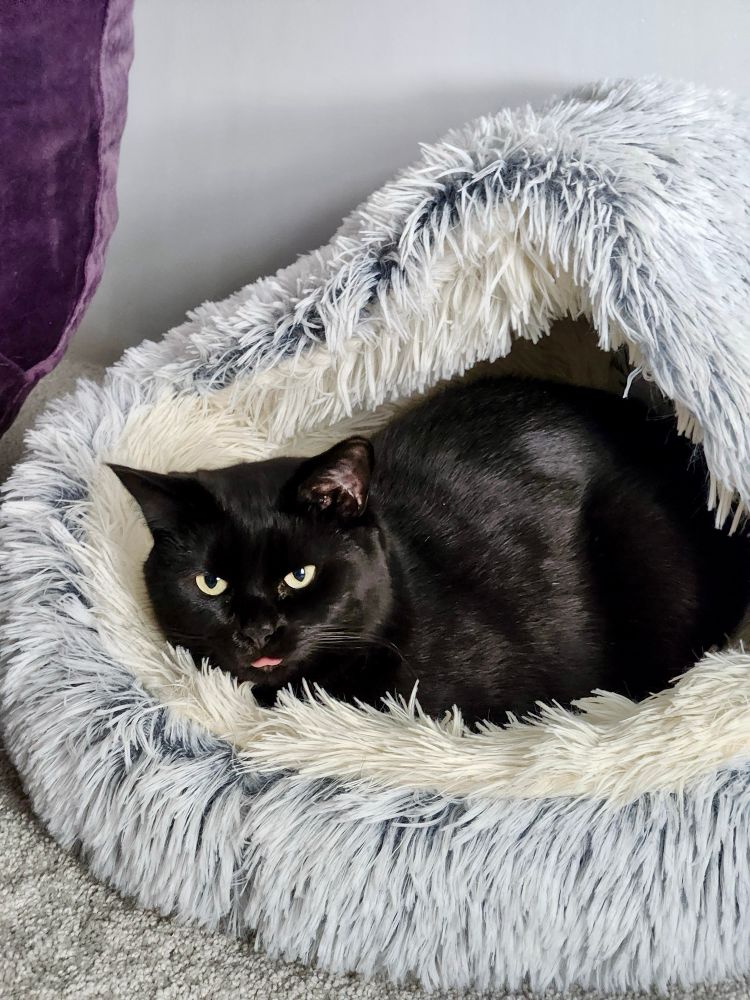 A black cat cozying up in a bed. Her lil pink tongue is out