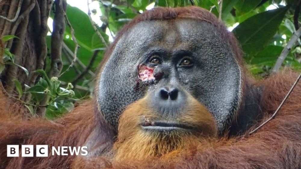 Wounded orangutan seen using plant as medicine