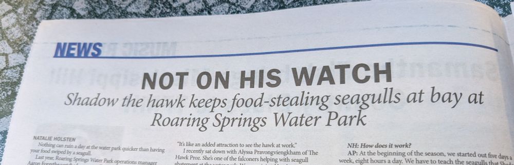 NOT ON HIS WATCH
Shadow the hawk keeps food-stealing seagulls at bay at Roaring Springs Water Park