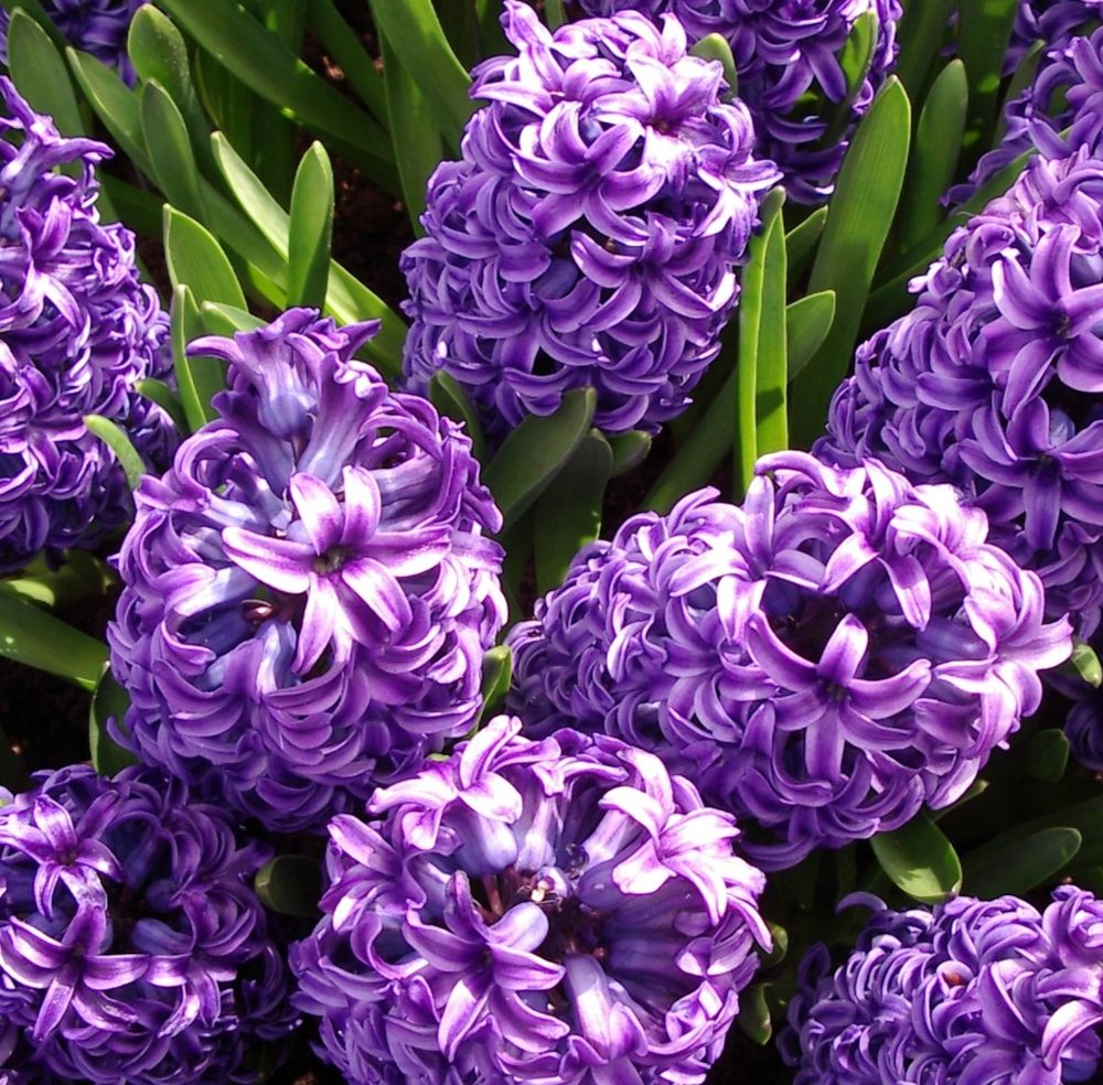 Mehrere dichte Blütenstände von violetten Hyazinthen.