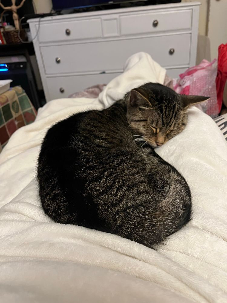 My sweet, tiny, tiger-striped, brown tabby, Princess Delilah, also known as "Lila" "Kitten" "Squirrel," in her natural sleeping state