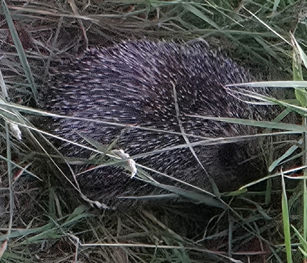 A hedgehog in grass