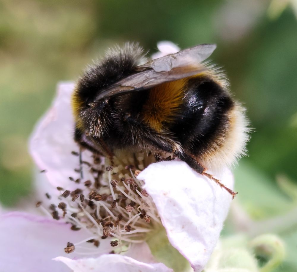 Bee on a white bramble flower 