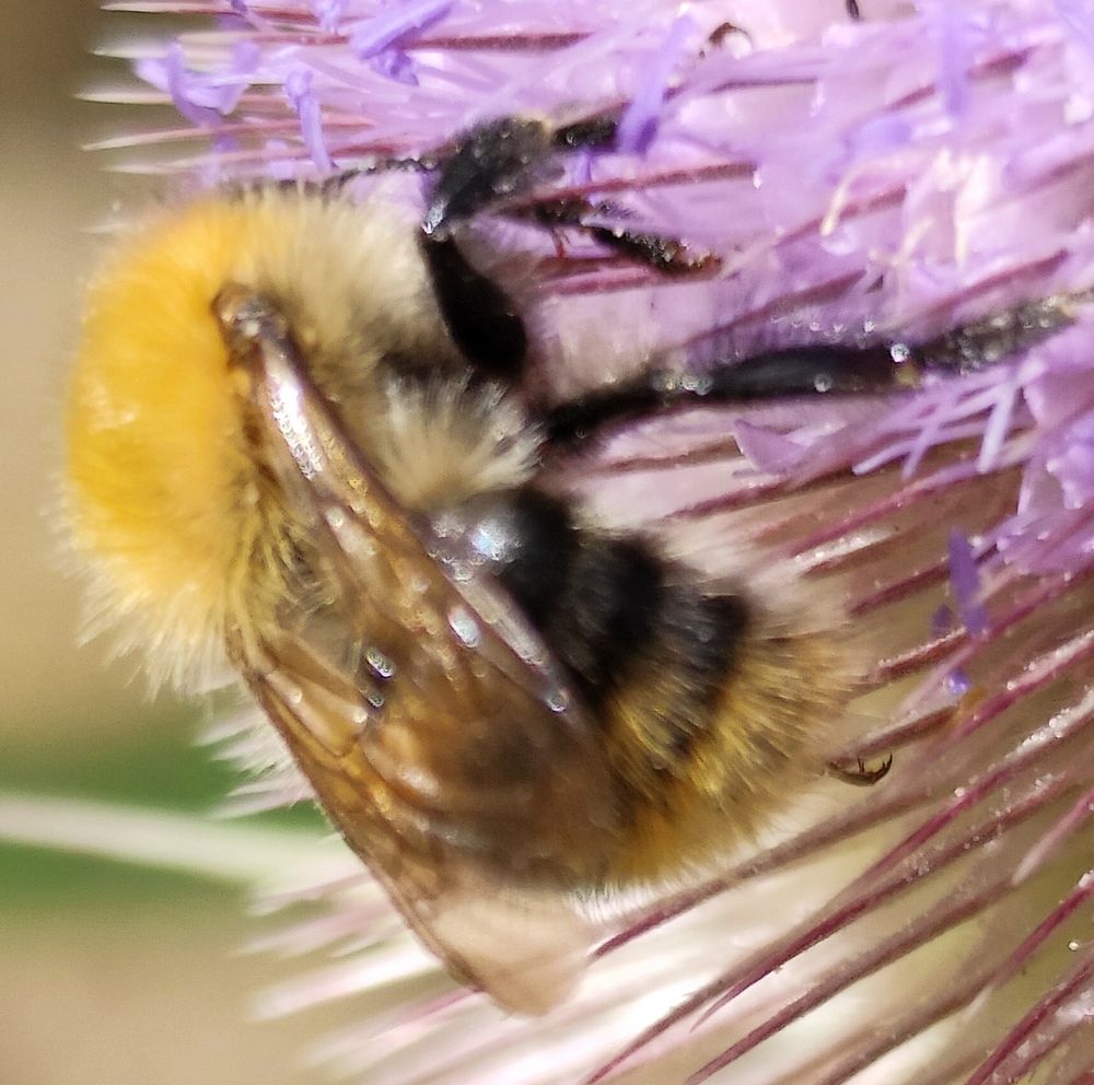 Bee on a purple flowering thistle 