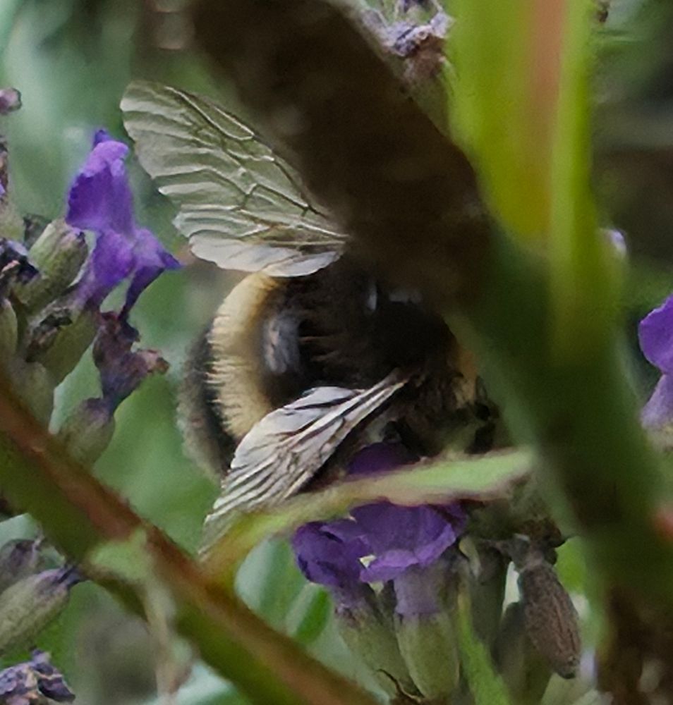 Bee on lavender through plant stems 