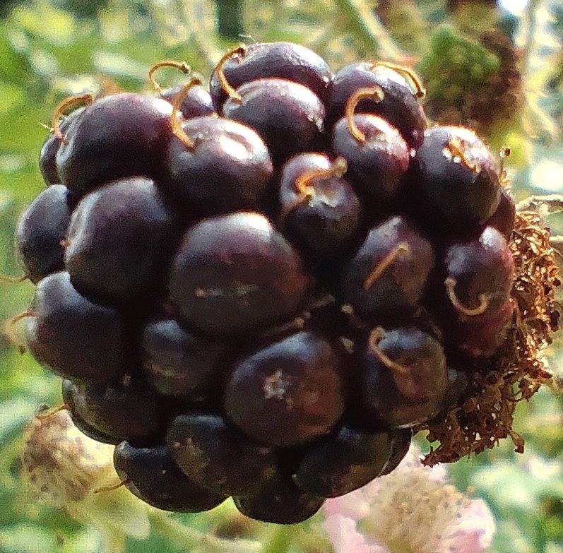 Close up of a bramble 