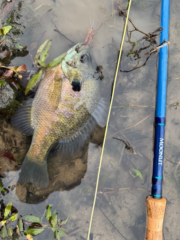 Bluegill 