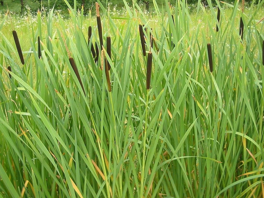 cat tails plants, tall narrow green leaves with stalks that have brown seed pods at top shaped like sausages