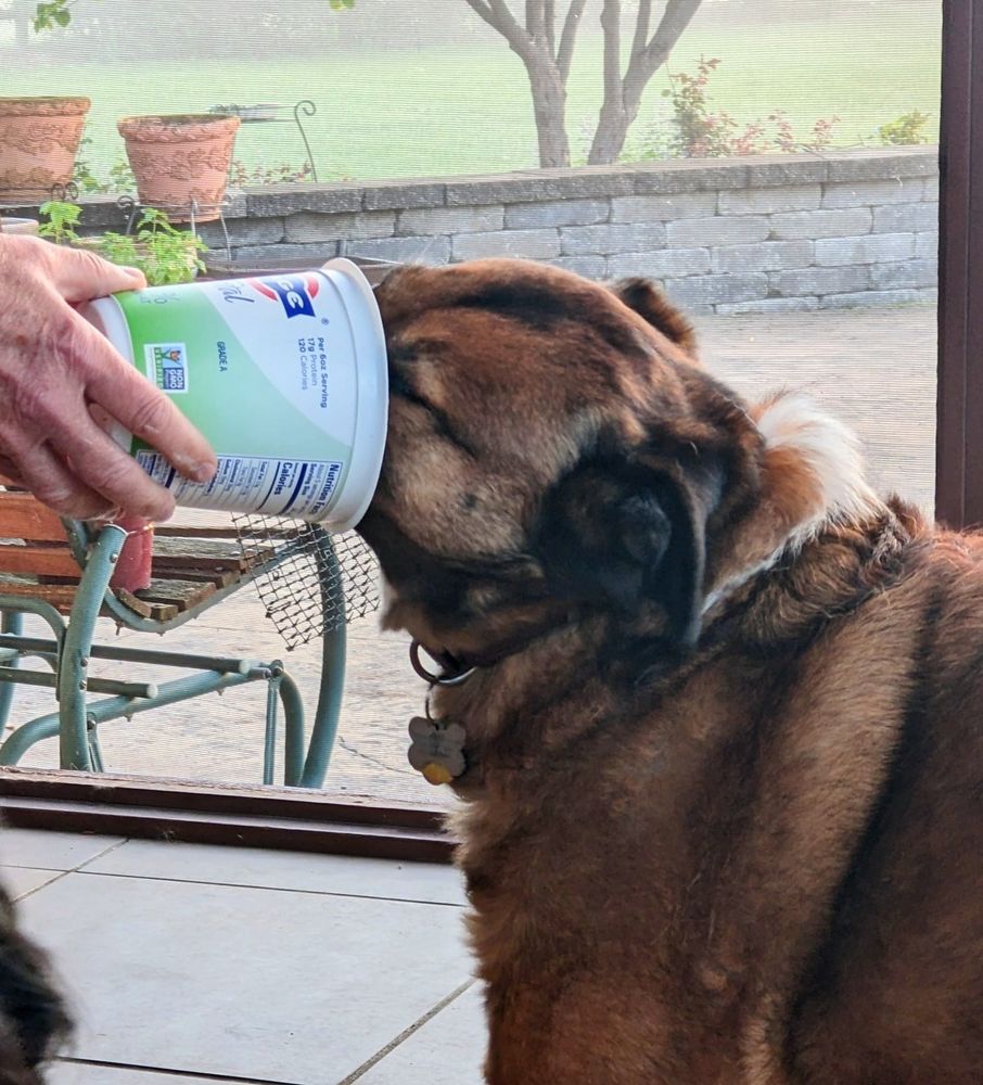 A chonky Australian Shepherd mix with his entire snout shoved down a large Fage yogurt container getting every last bit. 
