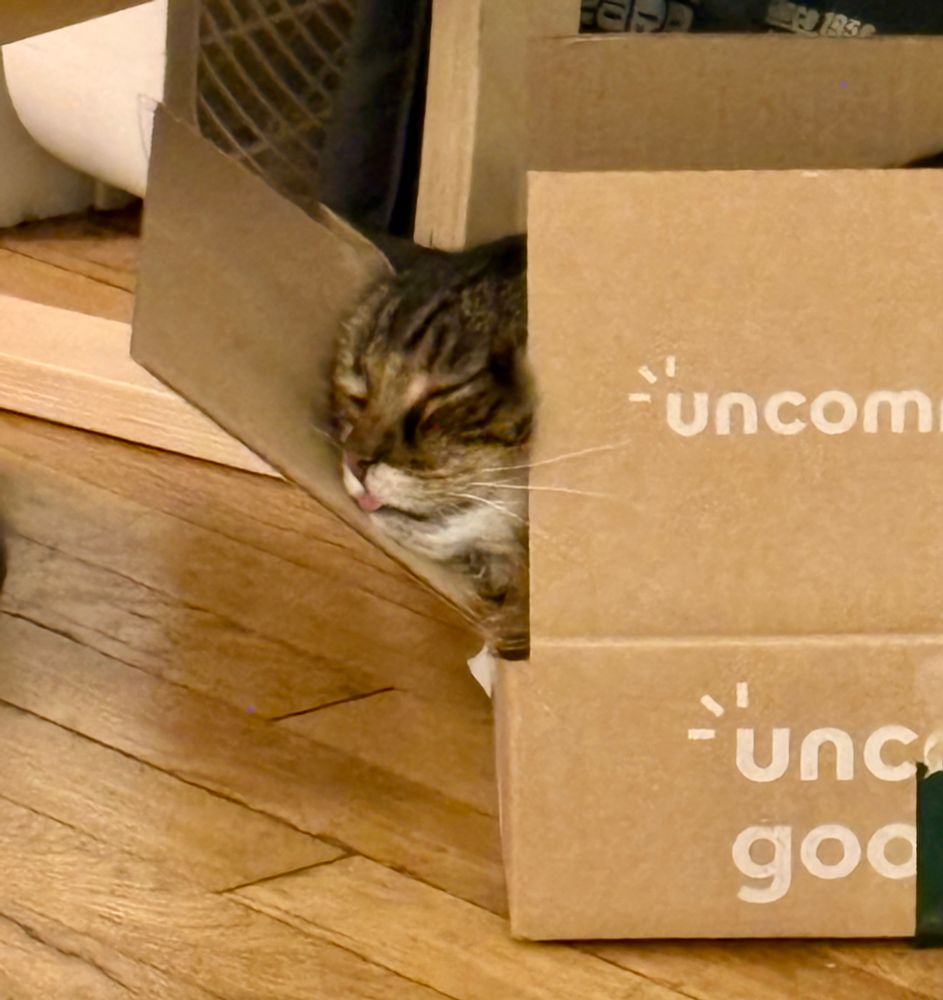 how do i properly explain this. it’s our longhair cat jimmy in a box that’s far too small for him, asleep, head resting precariously on a box flap, with his fuckin little tongue sticking out 