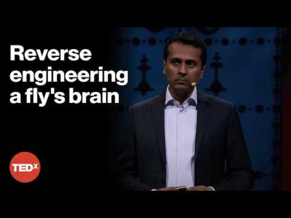 How flies can help us build better robots and AI | Pavan Ramdya | TEDxArendal