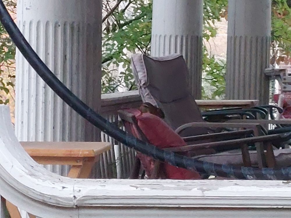 chipmunk sitting on back of chair :)