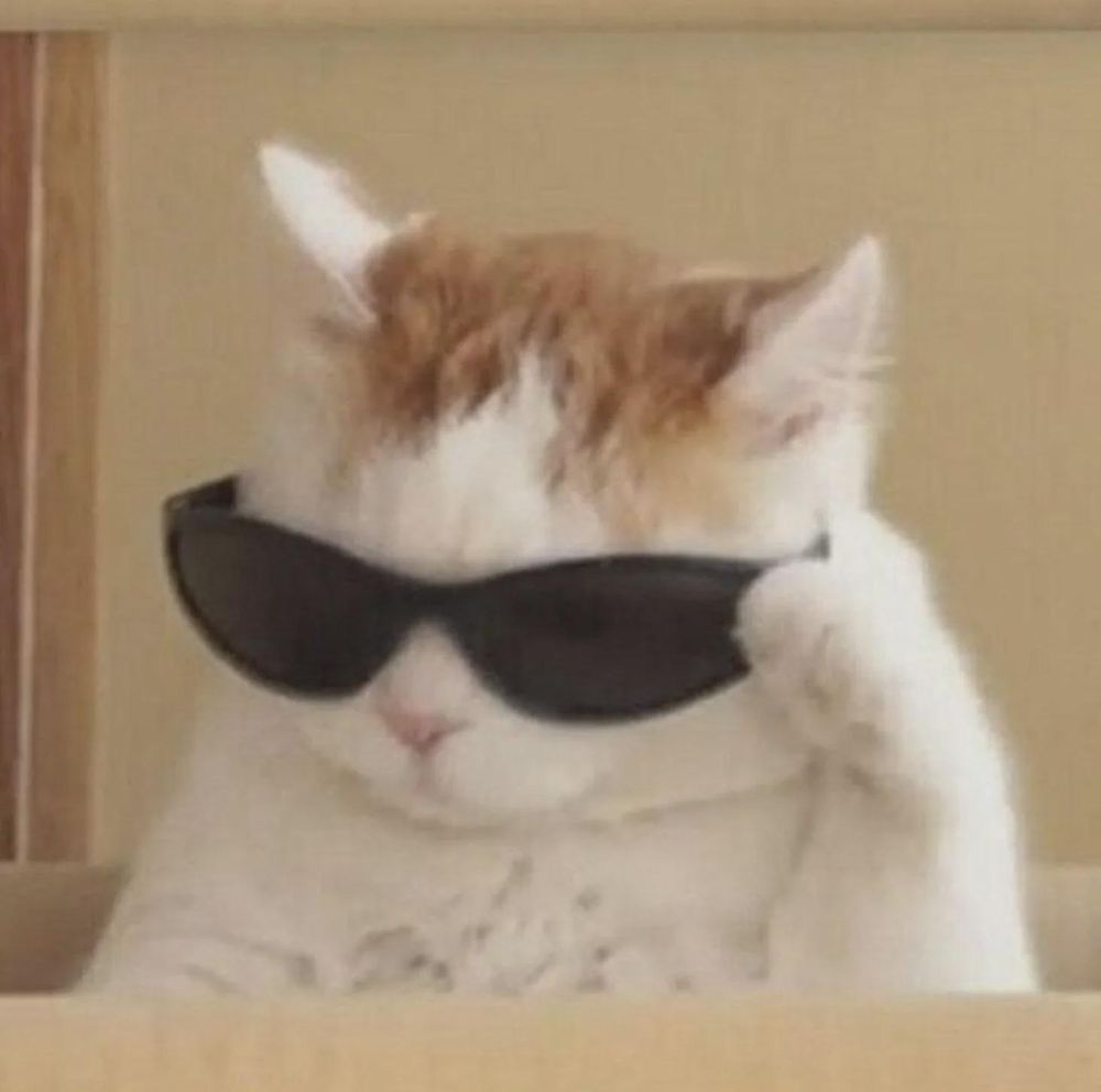 sunglass cat meme.