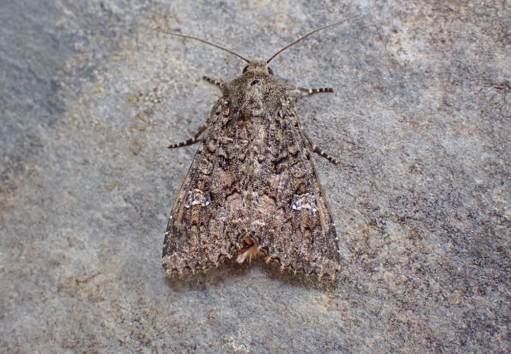 Cabbage Moth