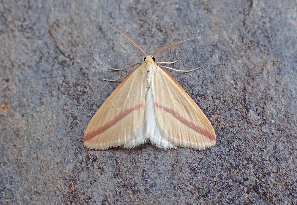 Vestal (male)