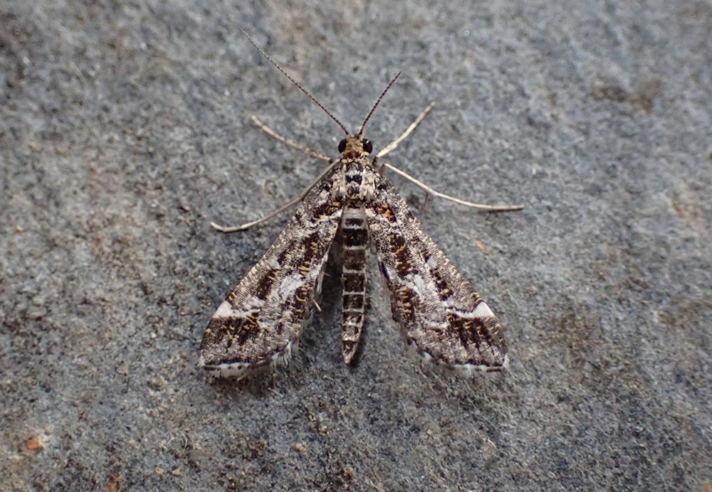 D. ramburialis (Migrant Sable)