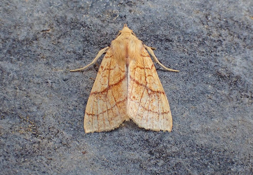 Orange Sallow