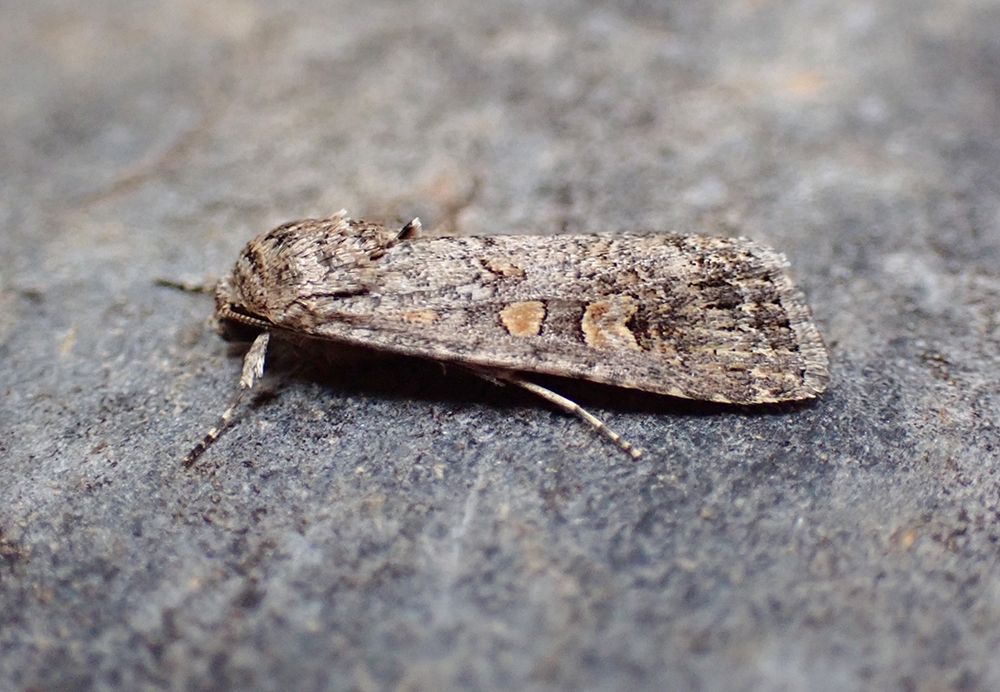 Small Mottled Willow