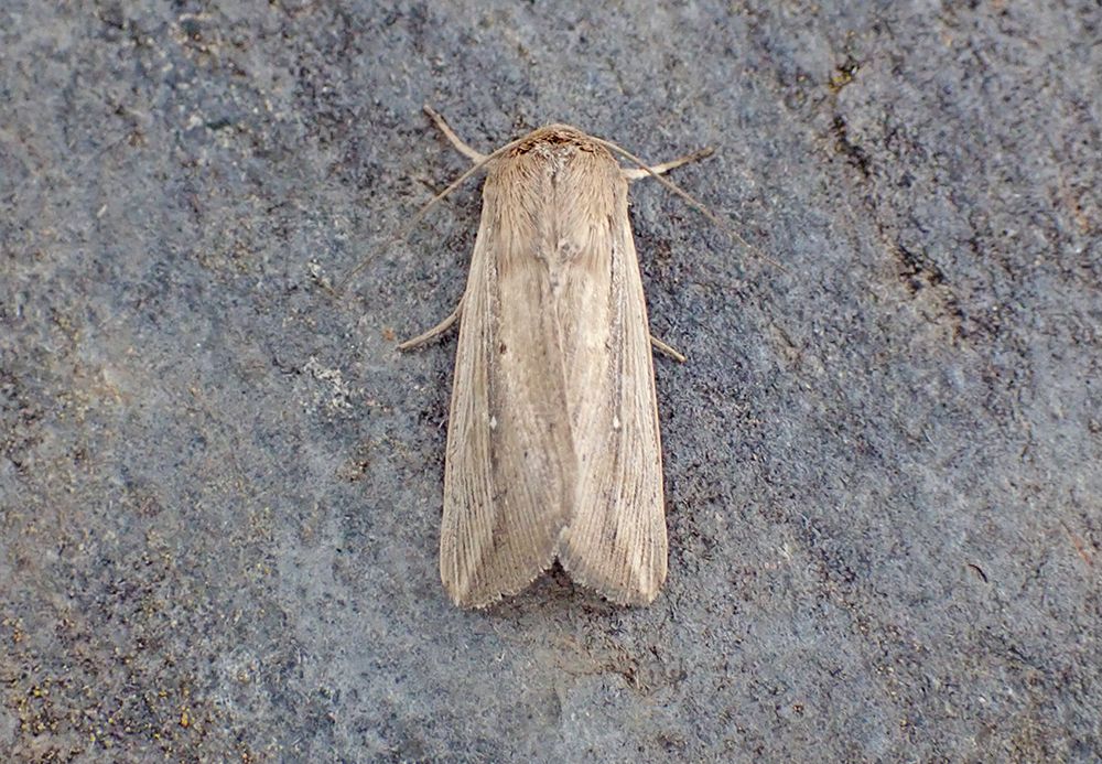 Cosmopolitan (L. loreyi)