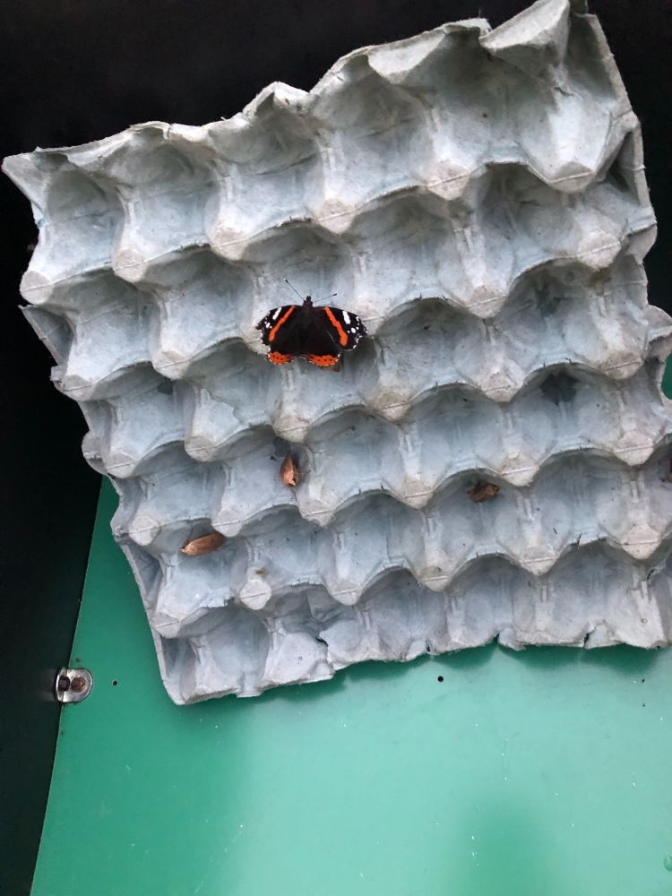Red Admiral in the actinic trap