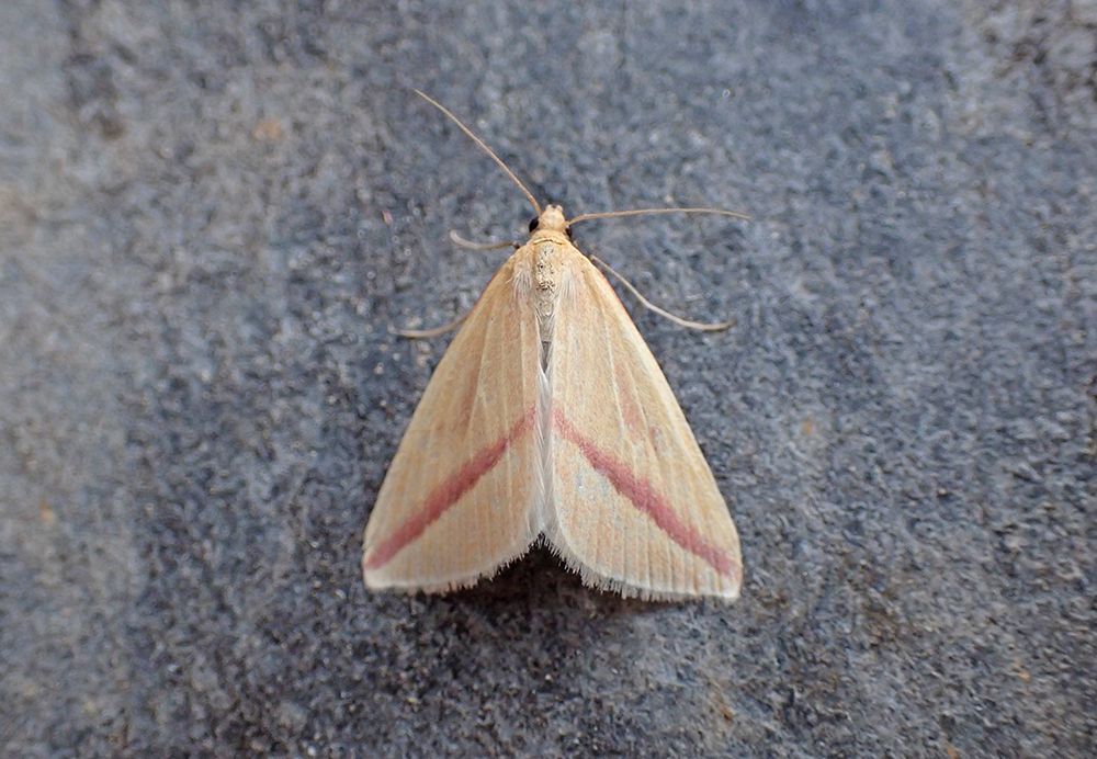 Vestal (female)