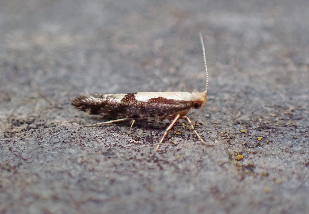Argyresthia conjugella