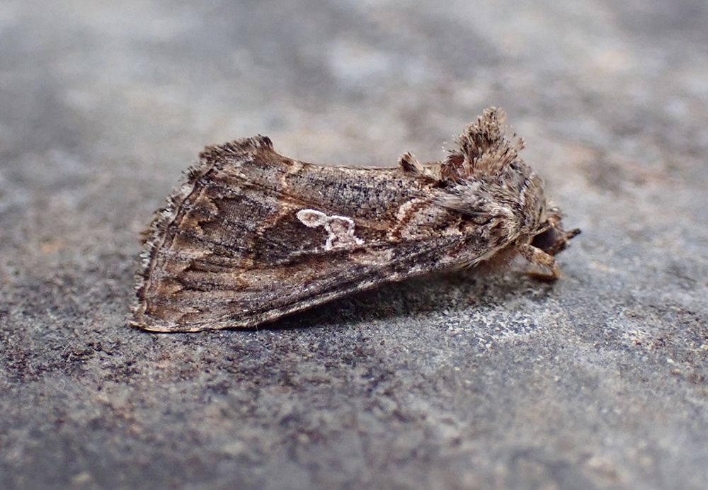 Ni Moth
