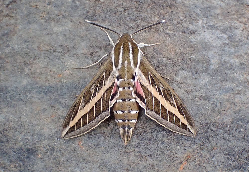Striped Hawk-moth