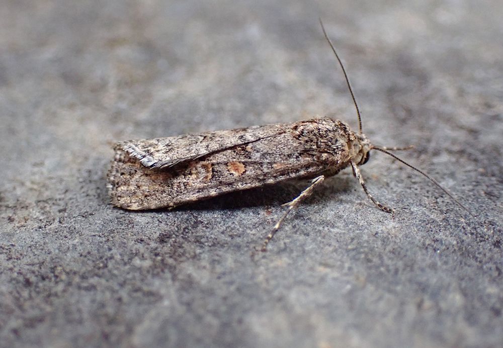 Small Mottled Willow