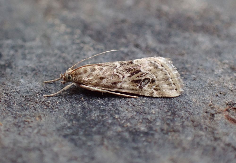 Old World Webworm
