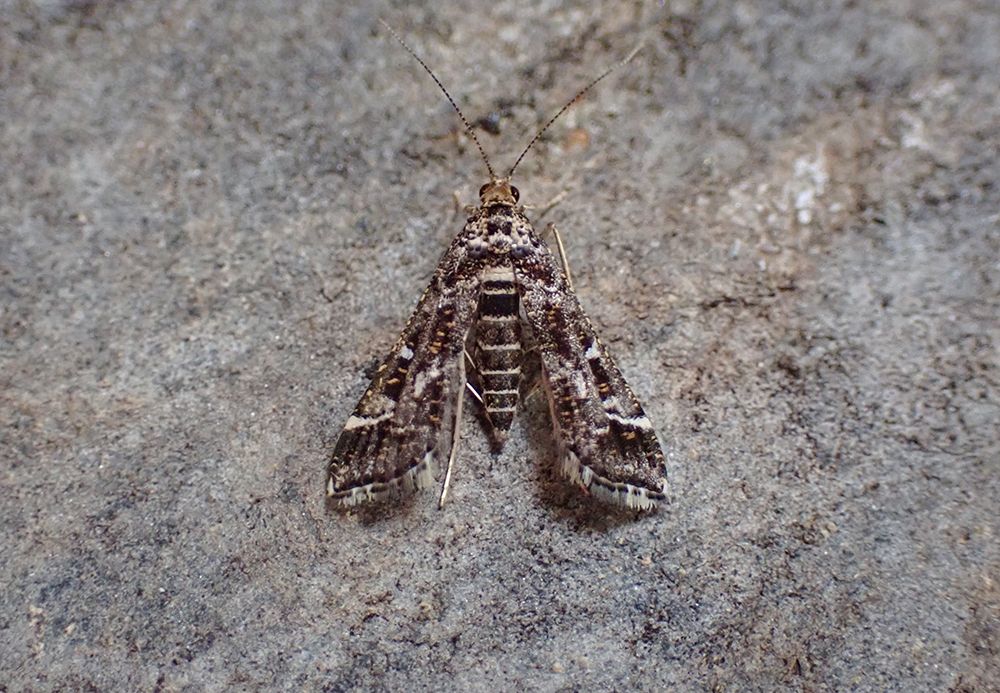Diasemiopsis ramburialis