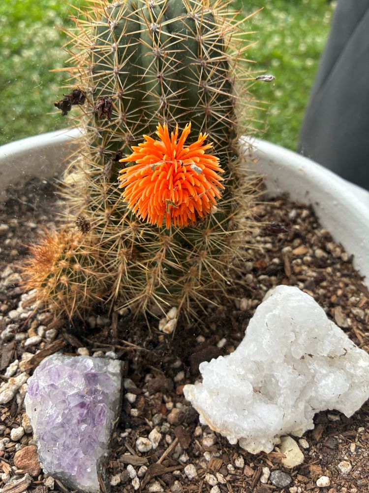 orange cactus flower with quarts and amythist