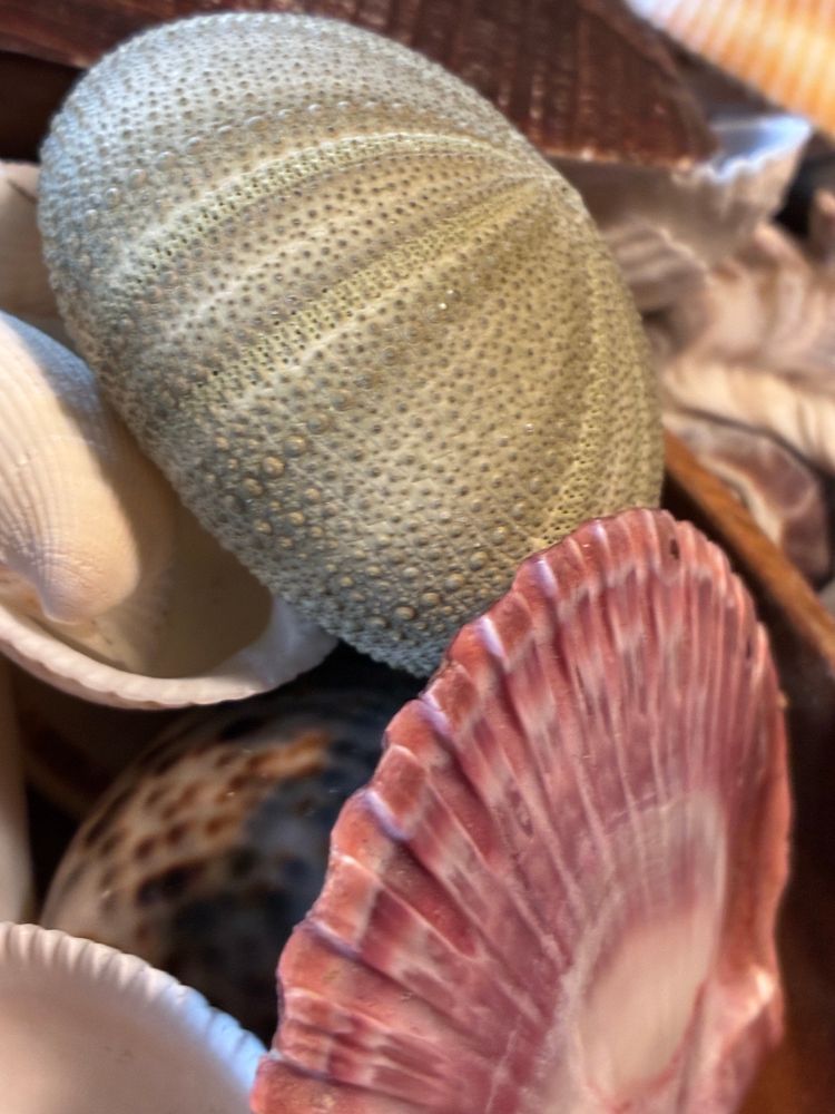 shells of green and pink